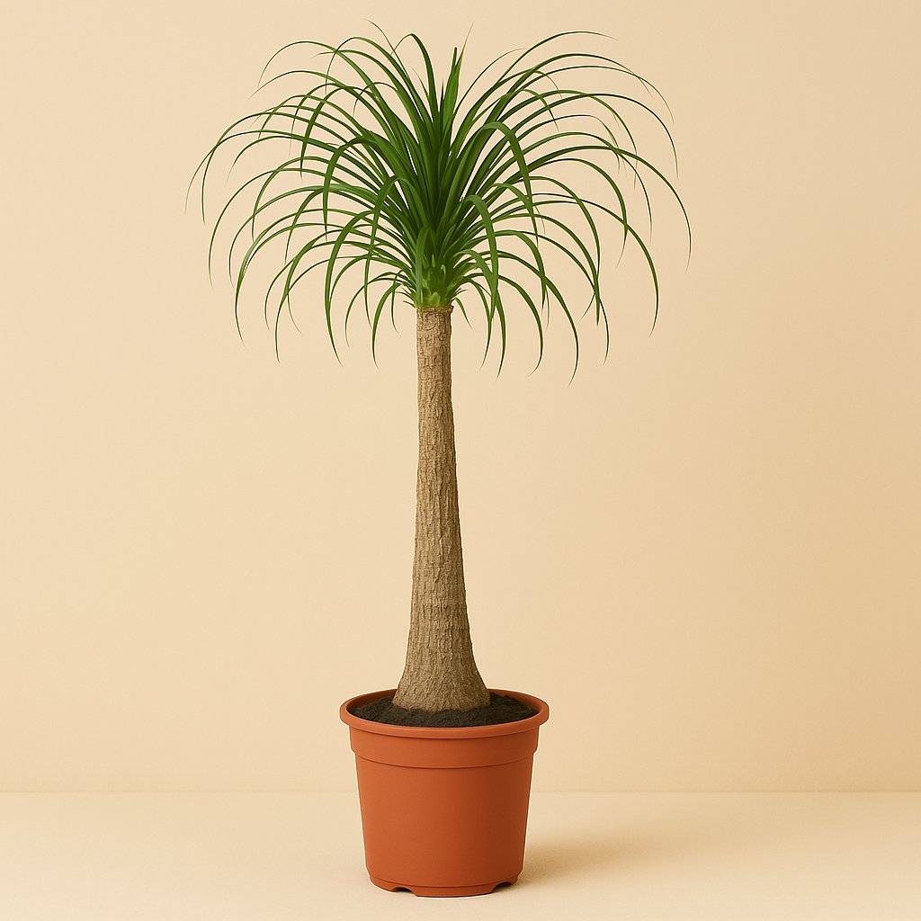 Beaucarnea Nolina - 120cm in einem modernen Studio mit modernem Topf