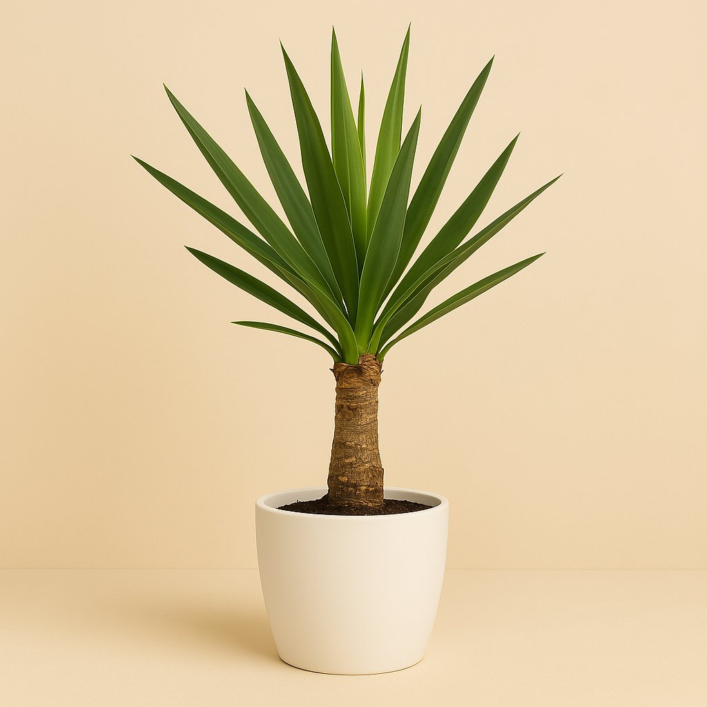 Yucca - 60cm in einem modernen Studio mit modernem Topf
