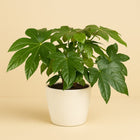 Fatsia Japonica - 45cm in einem modernen Studio mit modernem Topf