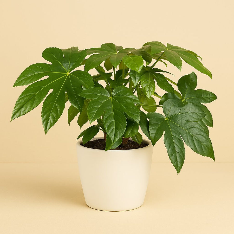 Fatsia Japonica - 45cm in einem modernen Studio mit modernem Topf