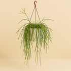 Rhipsalis Trigona - 60cm in einem modernen Studio mit modernem Topf