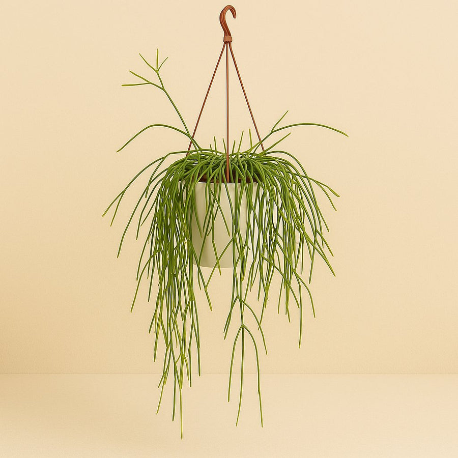 Rhipsalis Trigona - 60cm in einem modernen Studio mit modernem Topf