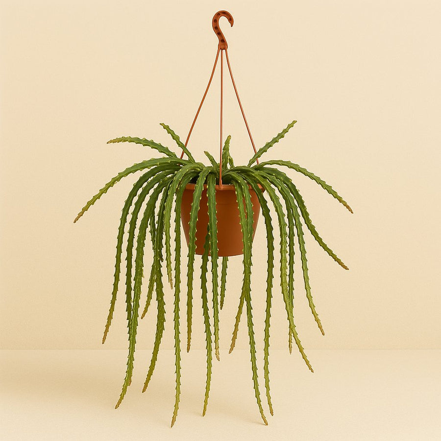 Lepismium Cruciforme Rojo - 60cm in einem modernen Studio mit modernem Topf