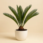 Cycas Revoluta - 70cm in einem modernen Studio mit modernem Topf
