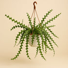 Epiphyllum Anguleiger - 60cm in einem modernen Studio mit modernem Topf