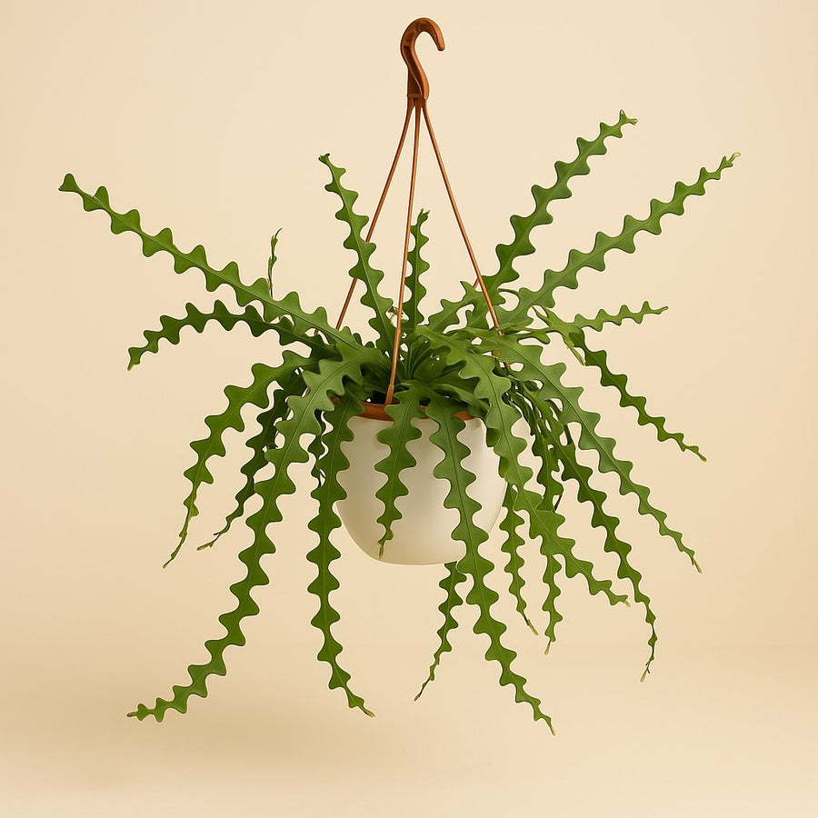 Epiphyllum Anguleiger - 60cm in einem modernen Studio mit modernem Topf