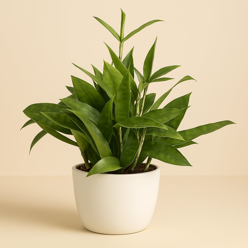 Dracaena Surculosa - 40cm in einem modernen Studio mit modernem Topf