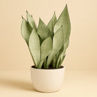 Sanseveria Moonshine - 60cm in einem modernen Studio mit modernem Topf
