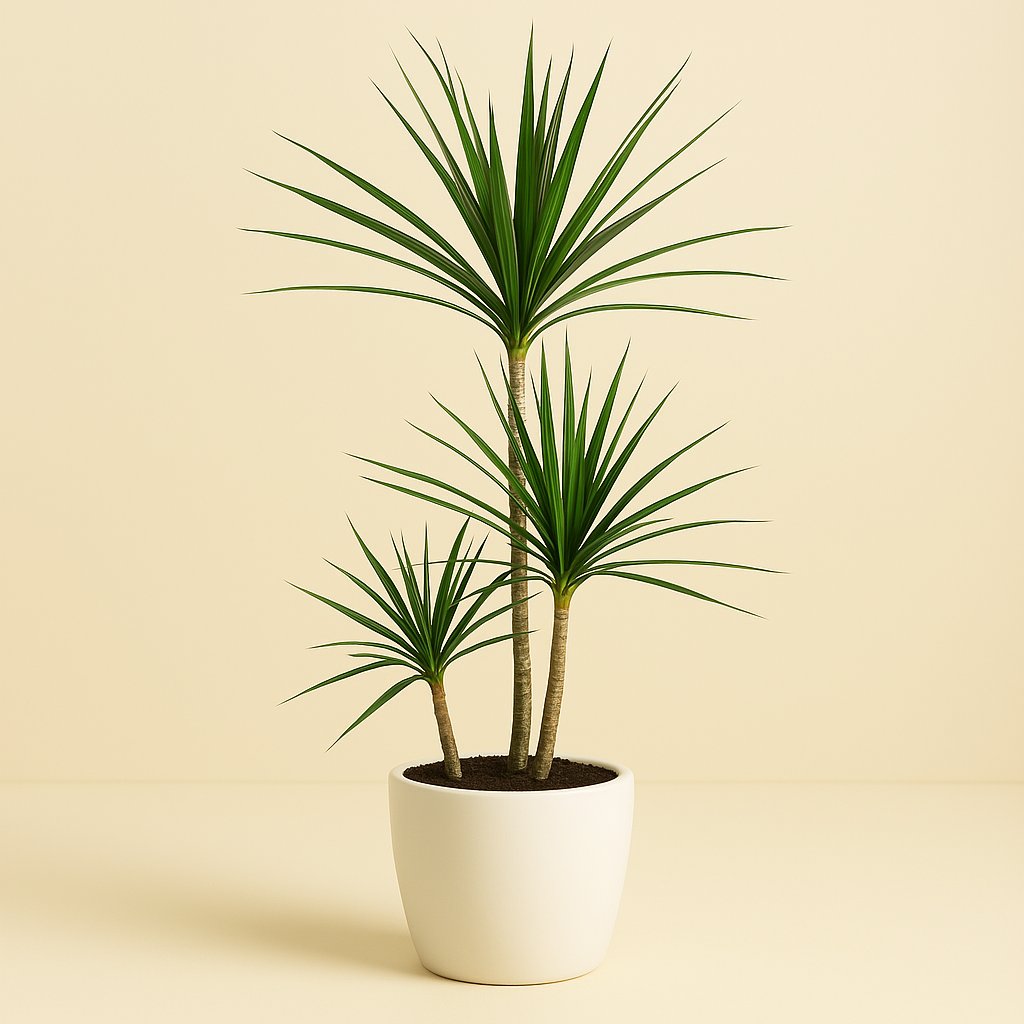 Dracaena Magenta - 95cm in einem modernen Studio mit modernem Topf