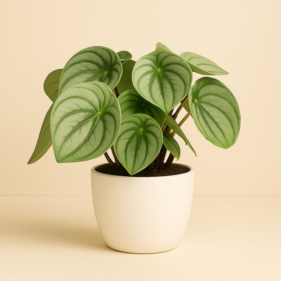 Peperomia Watermelon Big - 25cm in einem modernen Studio mit modernem Topf