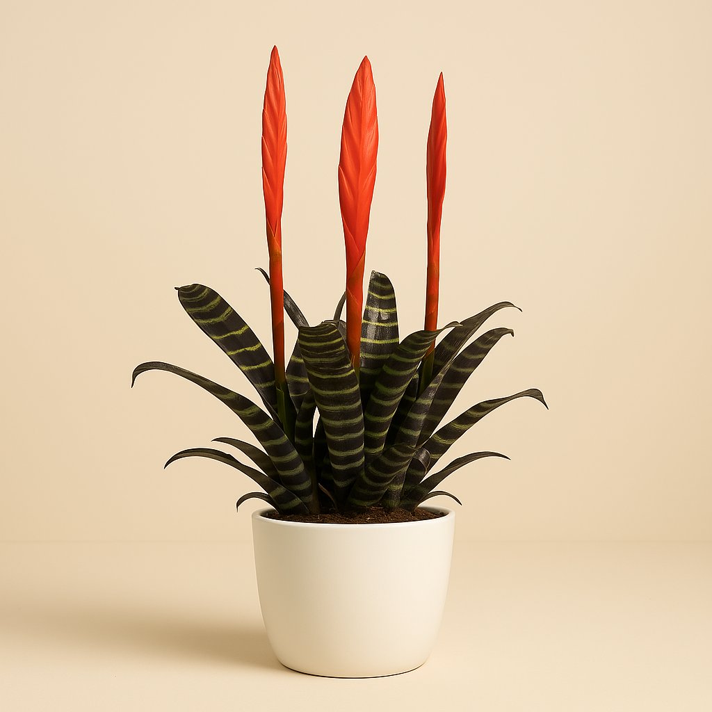 Vriesea - 45cm in einem modernen Studio mit modernem Topf