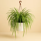 Rhipsalis Holviana - 60cm in einem modernen Studio mit modernem Topf