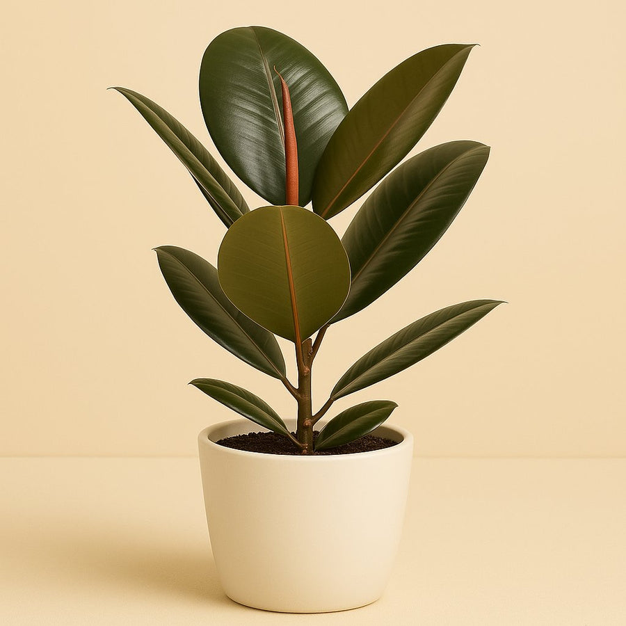 Ficus Elastica Robusta - 45cm in einem modernen Studio mit modernem Topf