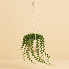 Senecio Rowleyanus - 25cm in einem modernen Studio mit modernem Topf