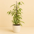 Ficus Benjamina Samantha - 55cm in einem modernen Studio mit modernem Topf