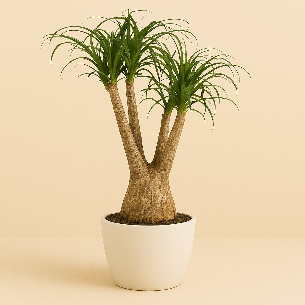 Beaucarnea Nolina - 90cm in einem modernen Studio mit modernem Topf