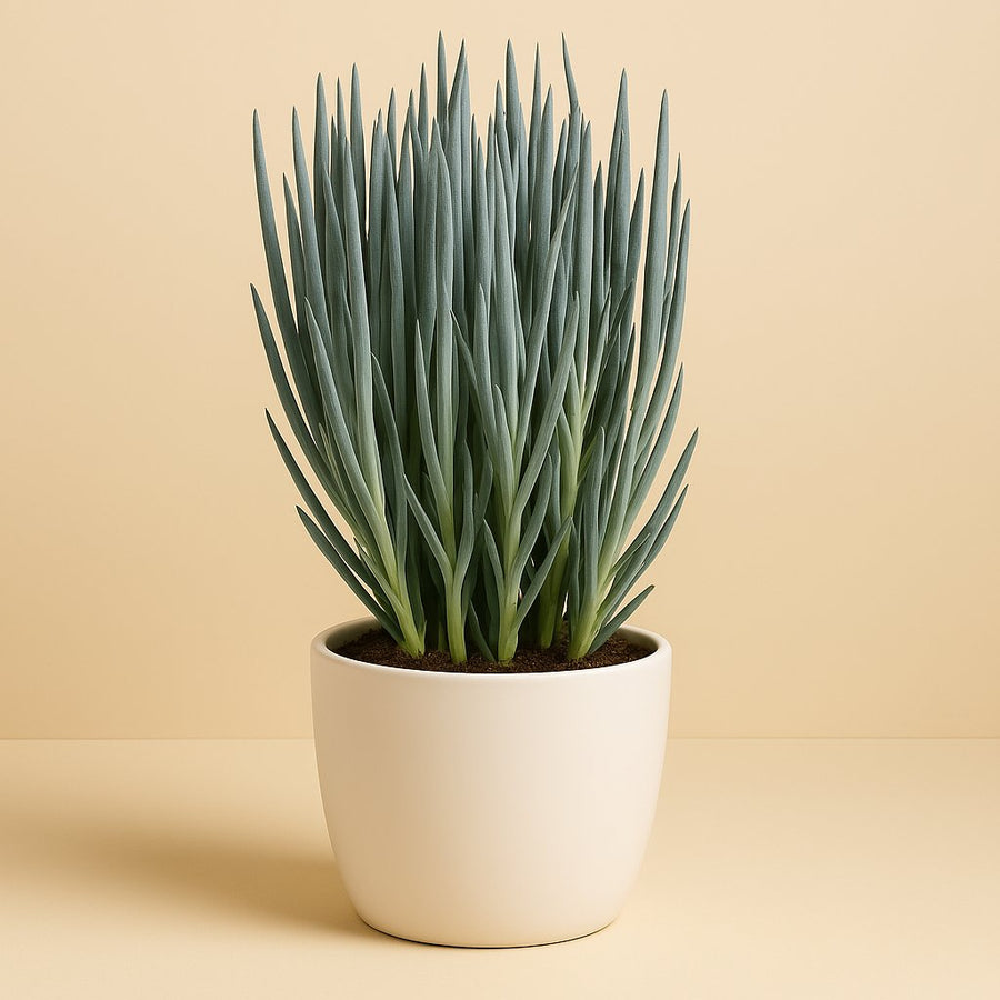 Curio Blues - 30cm in einem modernen Studio mit modernem Topf