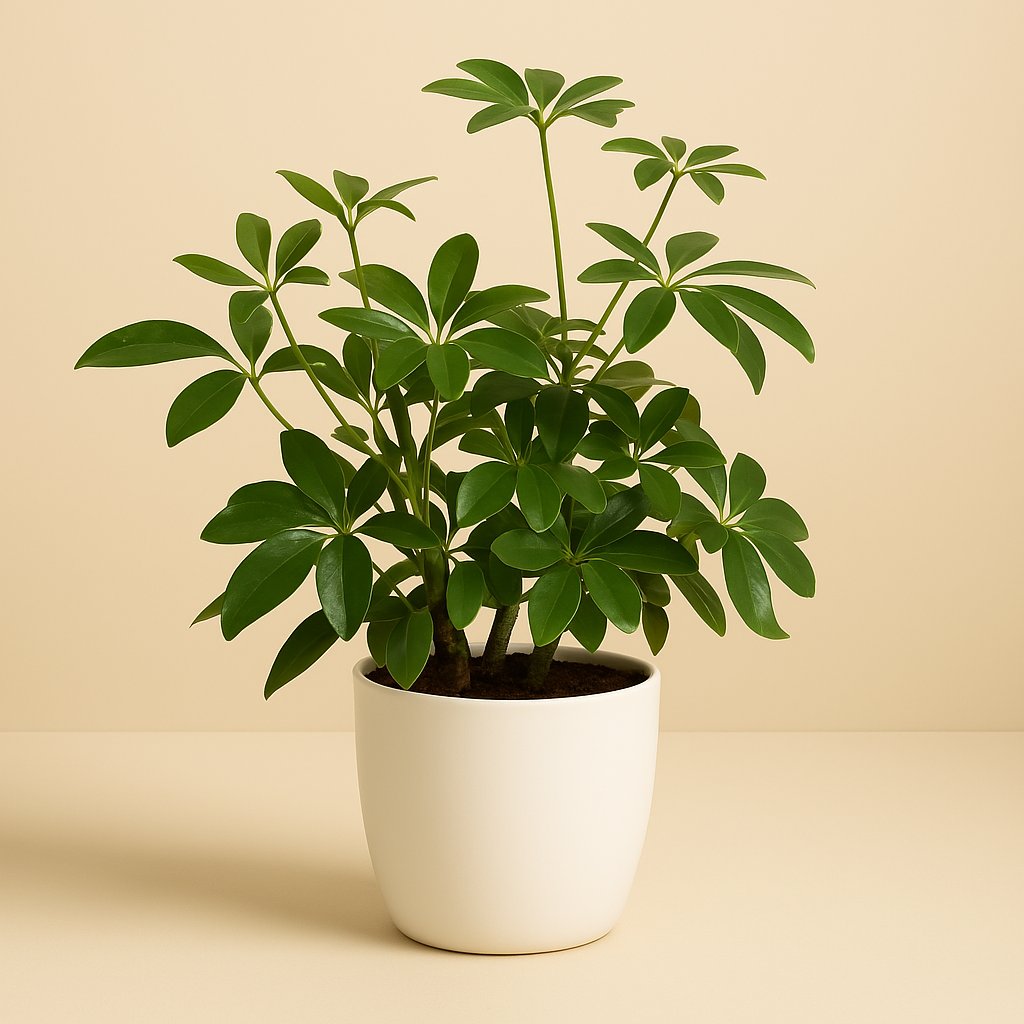 Schefflera Arboricola - 45cm in einem modernen Studio mit modernem Topf
