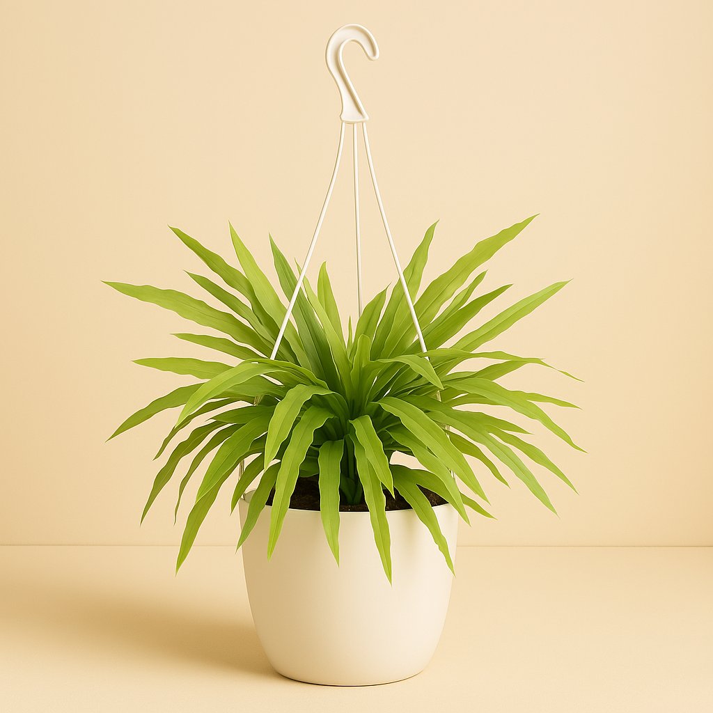 Epiphyllum Pumilum - 70cm in einem modernen Studio mit modernem Topf