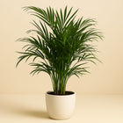 Dypsis Lutescens (Areca) - 90cm in einem modernen Studio mit modernem Topf