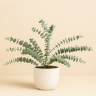 Eucalyptus Pul. Baby Blue - 35cm in einem modernen Studio mit modernem Topf