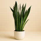 Sansevieria Zeylanica - 120cm in einem modernen Studio mit modernem Topf