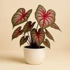 Caladium Bicolor - 25cm in einem modernen Studio mit modernem Topf