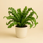 Asplenium Antiquum - 40cm in einem modernen Studio mit modernem Topf