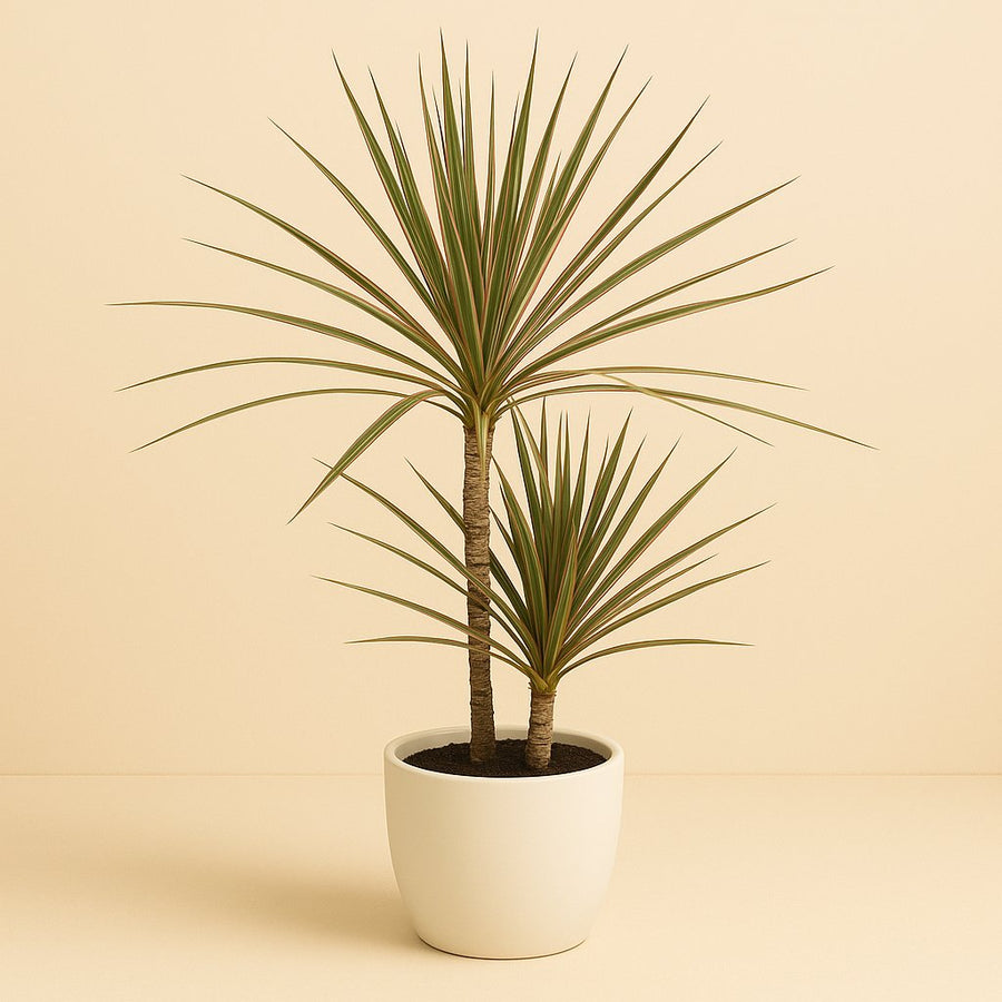 Dracaena Bicolor - 80cm in einem modernen Studio mit modernem Topf