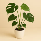 Monstera Deliciosa - 80cm in einem modernen Studio mit modernem Topf