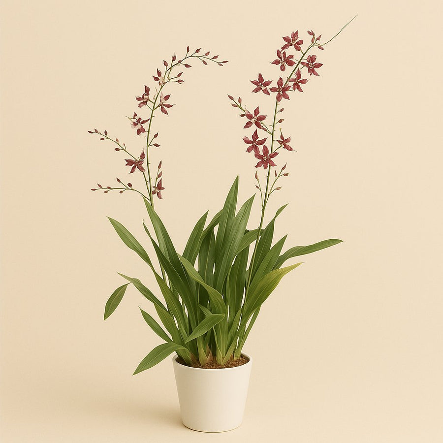 Orchidee: Oncidium Cherry Baby - 80cm in einem modernen Studio mit modernem Topf