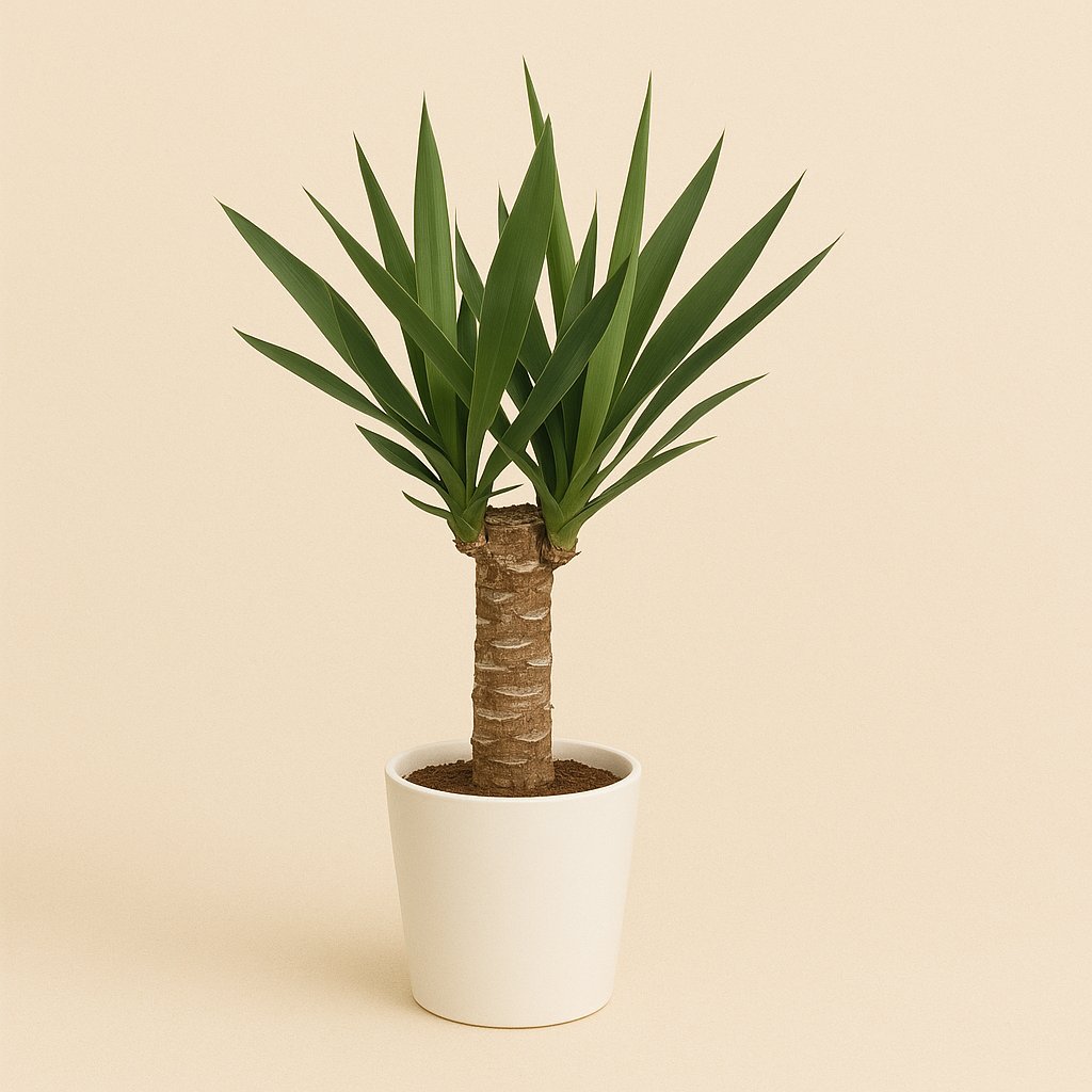 Yucca Elephantipes - 60cm in einem modernen Studio mit modernem Topf