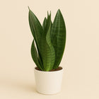 Sansevieria Dark Diamond - 40cm in einem modernen Studio mit modernem Topf
