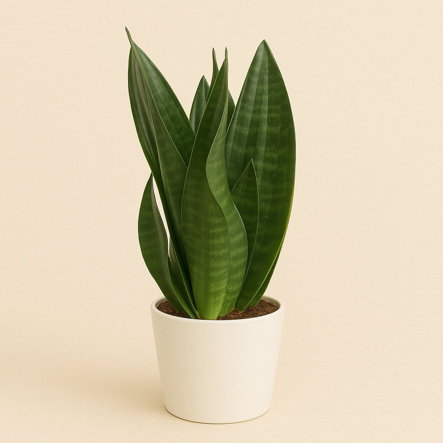 Sansevieria Dark Diamond - 40cm in einem modernen Studio mit modernem Topf