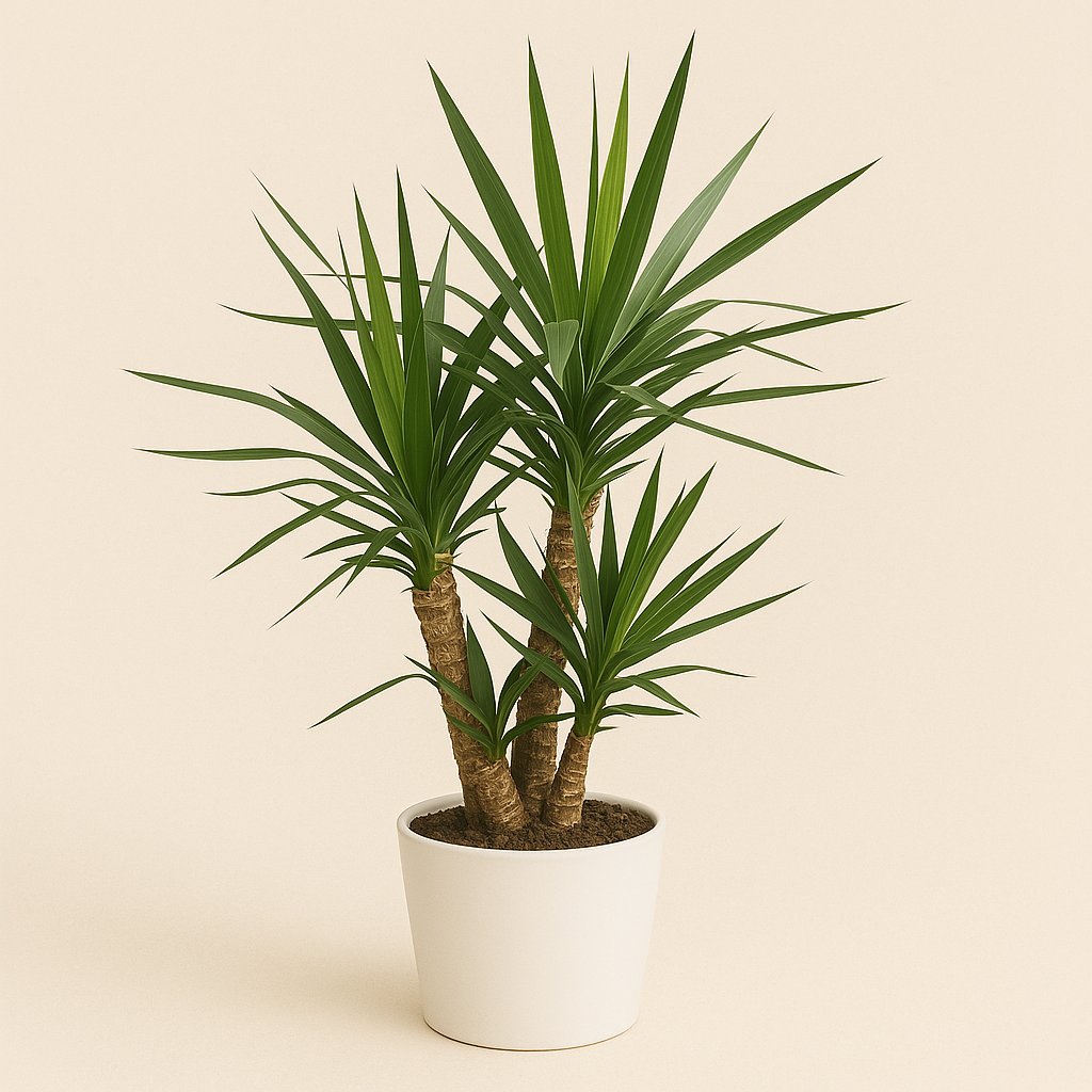 Yucca - 105cm in einem modernen Studio mit modernem Topf
