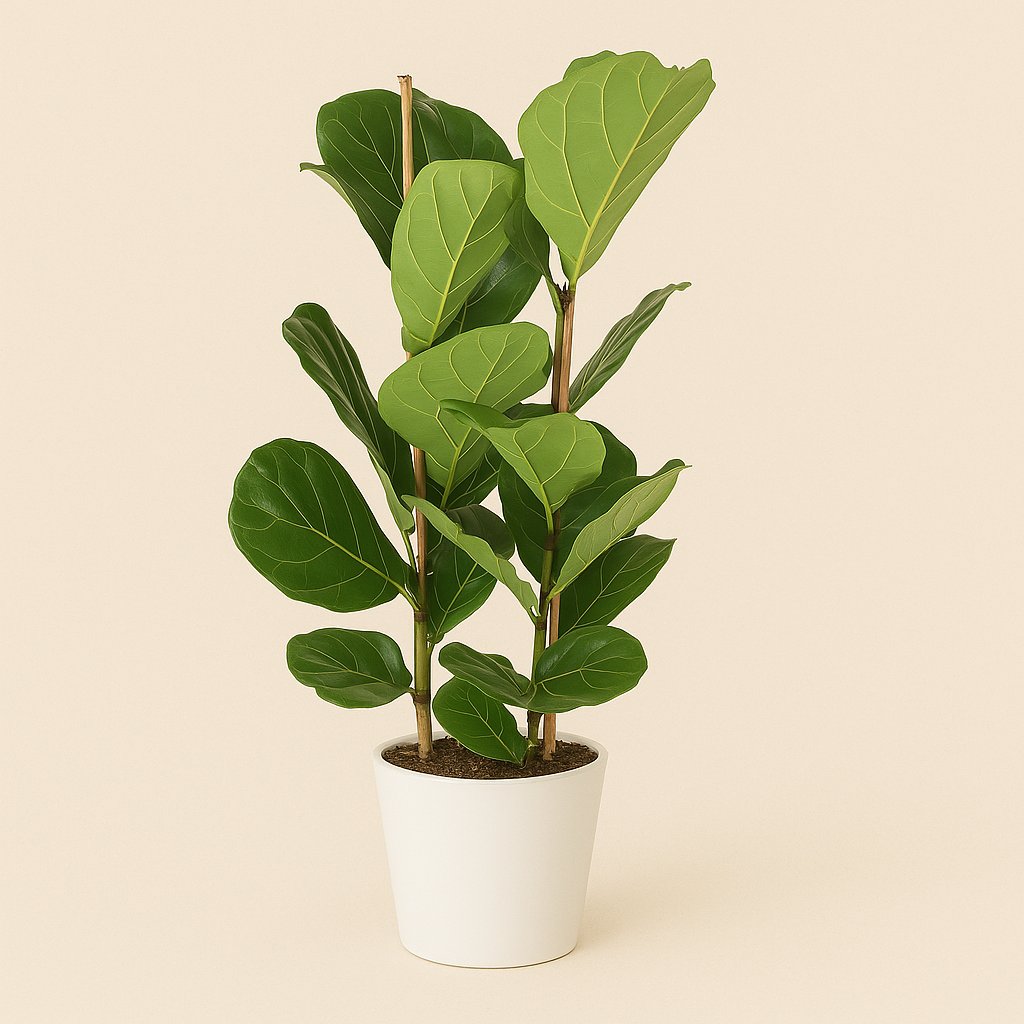 Ficus Lyrata - 110cm in einem modernen Studio mit modernem Topf