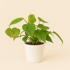 Philondendron Scandens - 20cm in einem modernen Studio mit modernem Topf