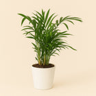 Rhapis Excelsa - 80cm in einem modernen Studio mit modernem Topf