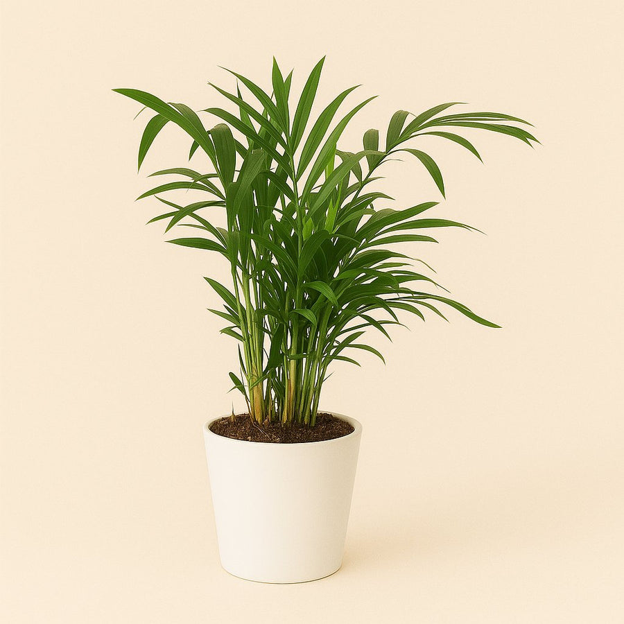 Rhapis Excelsa - 80cm in einem modernen Studio mit modernem Topf