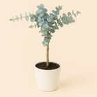 Eucalyptus Cin. Silver Dollar - 45cm in einem modernen Studio mit modernem Topf