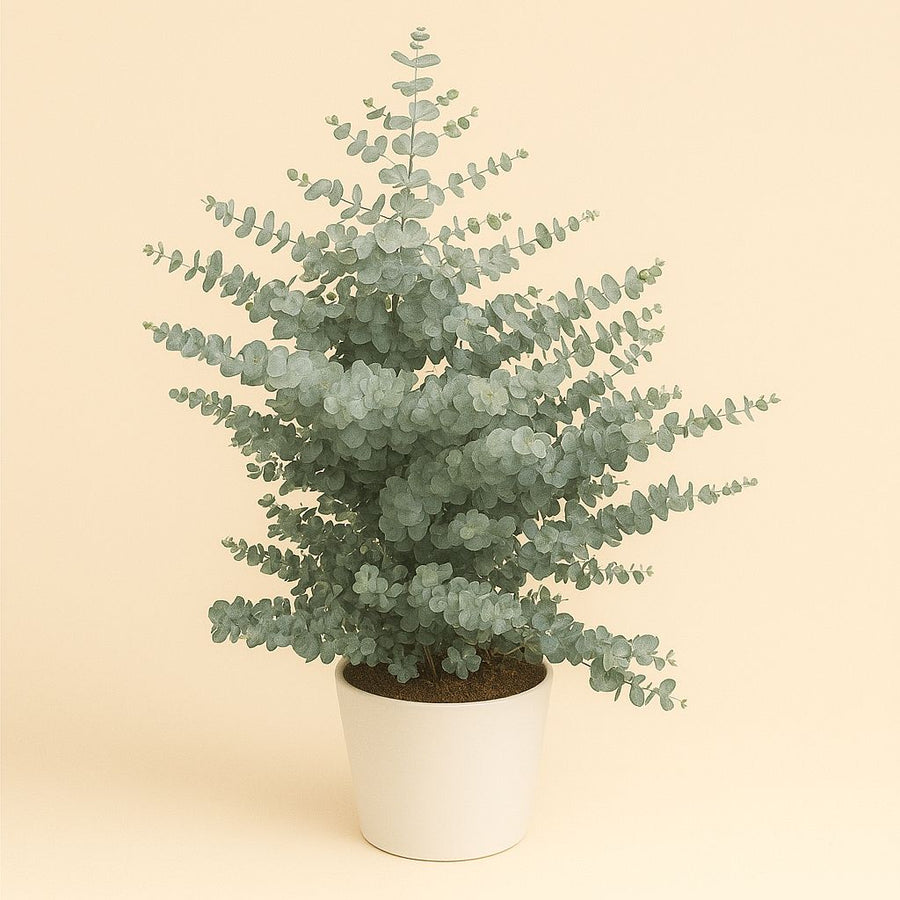 Eucalyptus Cin. Silver Dollar - 95cm in einem modernen Studio mit modernem Topf