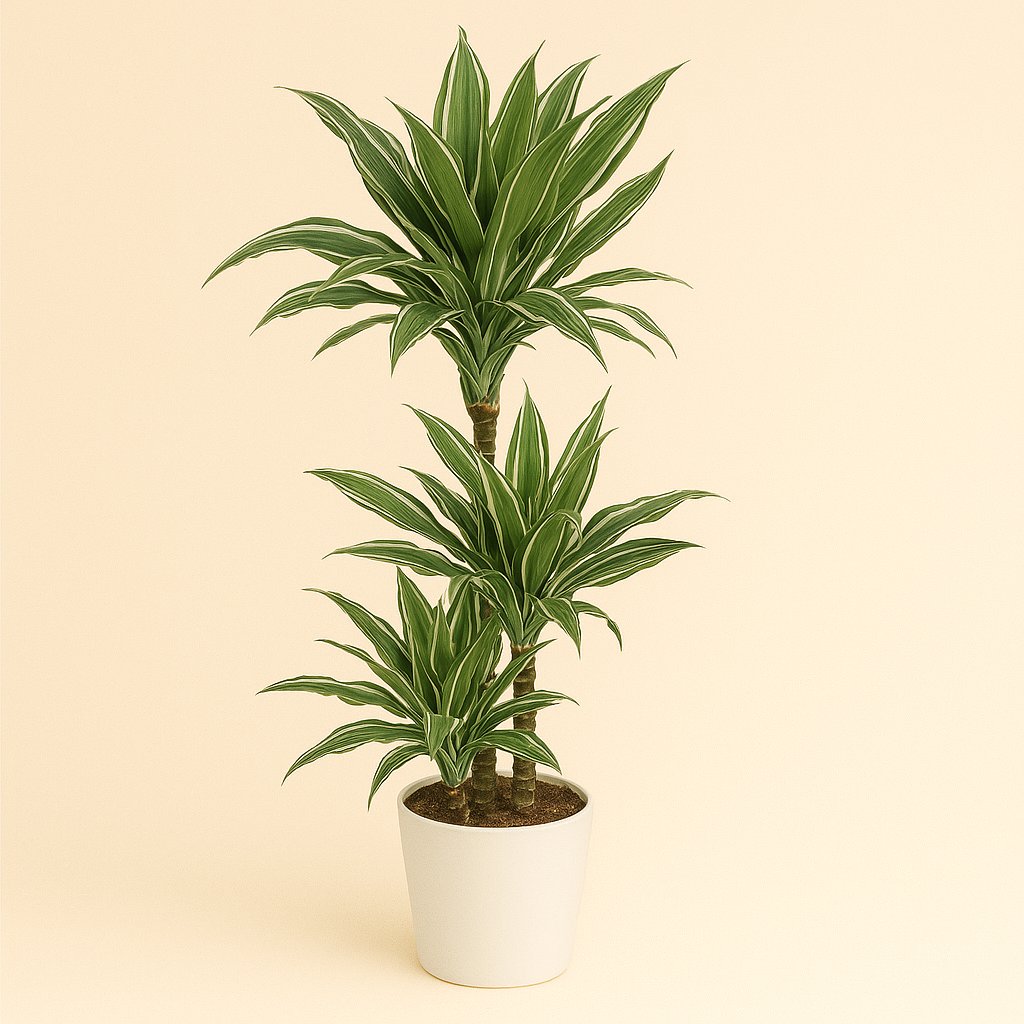 Dracaena Warneckei - 125cm in einem modernen Studio mit modernem Topf