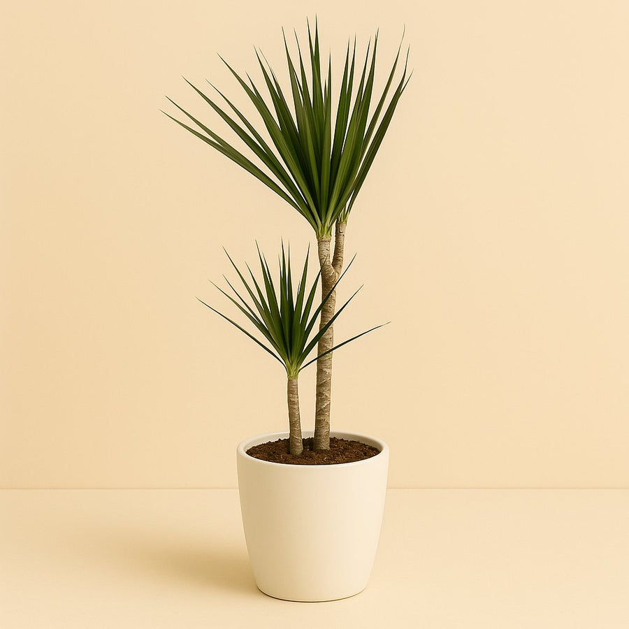 Dracaena Marginata - 75cm in einem modernen Studio mit modernem Topf