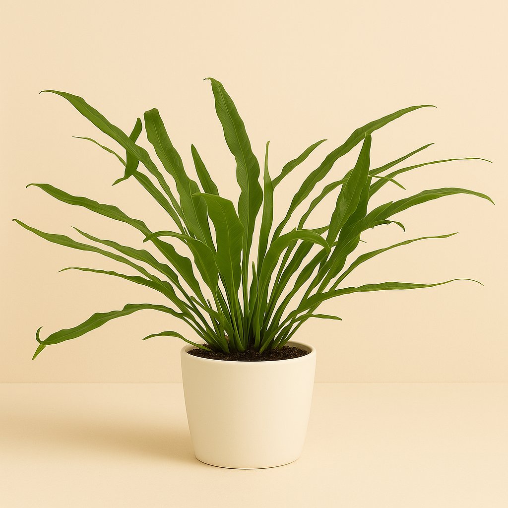 Aglaomorpha Jim - 30cm in einem modernen Studio mit modernem Topf