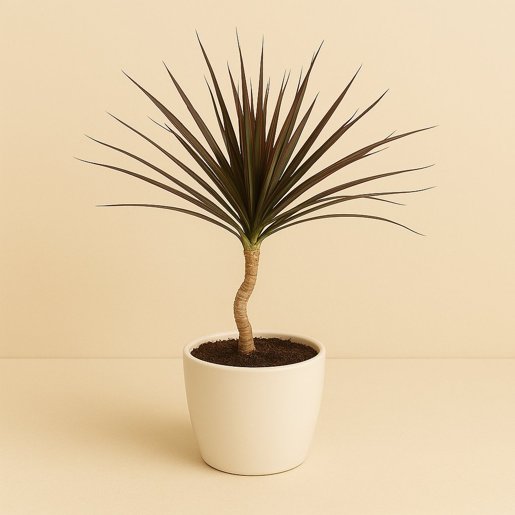 Dracaena Magenta - 55cm in einem modernen Studio mit modernem Topf
