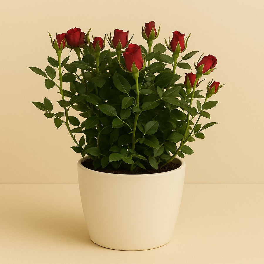 Rosa Jewel Patio Hot - 30cm in einem modernen Studio mit modernem Topf