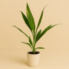 Cordyline Conga - 45cm in einem modernen Studio mit modernem Topf