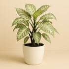 Aphelandra White Wash - 50cm in einem modernen Studio mit modernem Topf