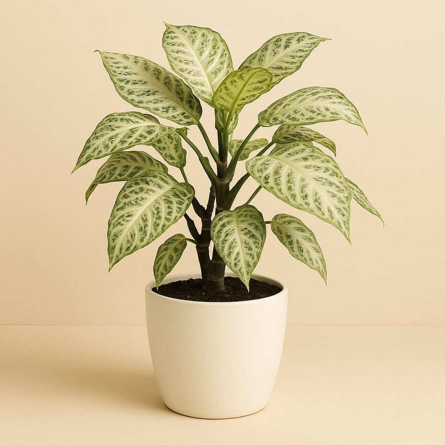 Aphelandra White Wash - 50cm in einem modernen Studio mit modernem Topf