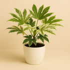 Fatsia Spider Web - 40cm in einem modernen Studio mit modernem Topf